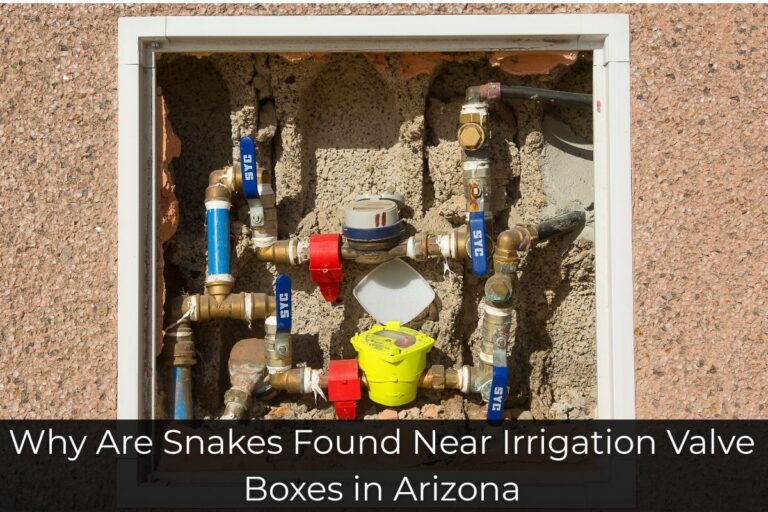 Why Are Snakes Found Near Irrigation Valve Boxes in Arizona