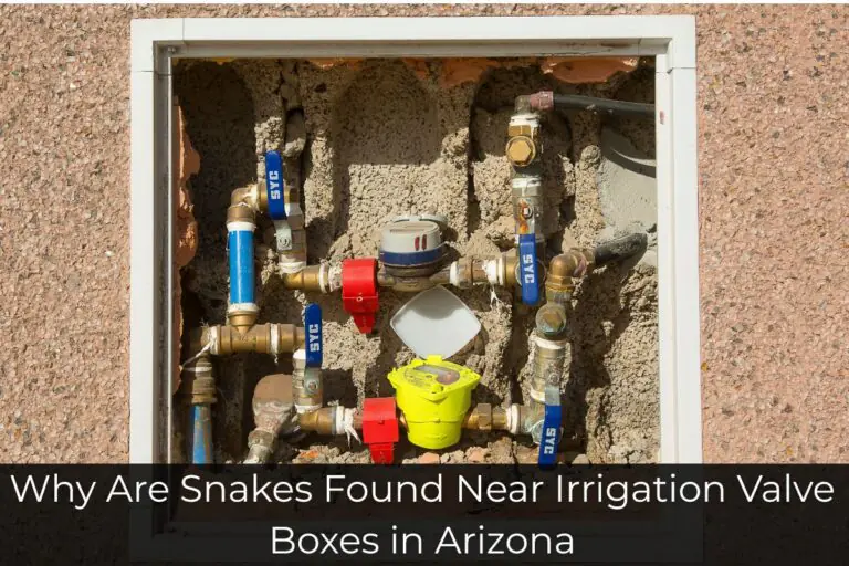 Why Are Snakes Found Near Irrigation Valve Boxes in Arizona