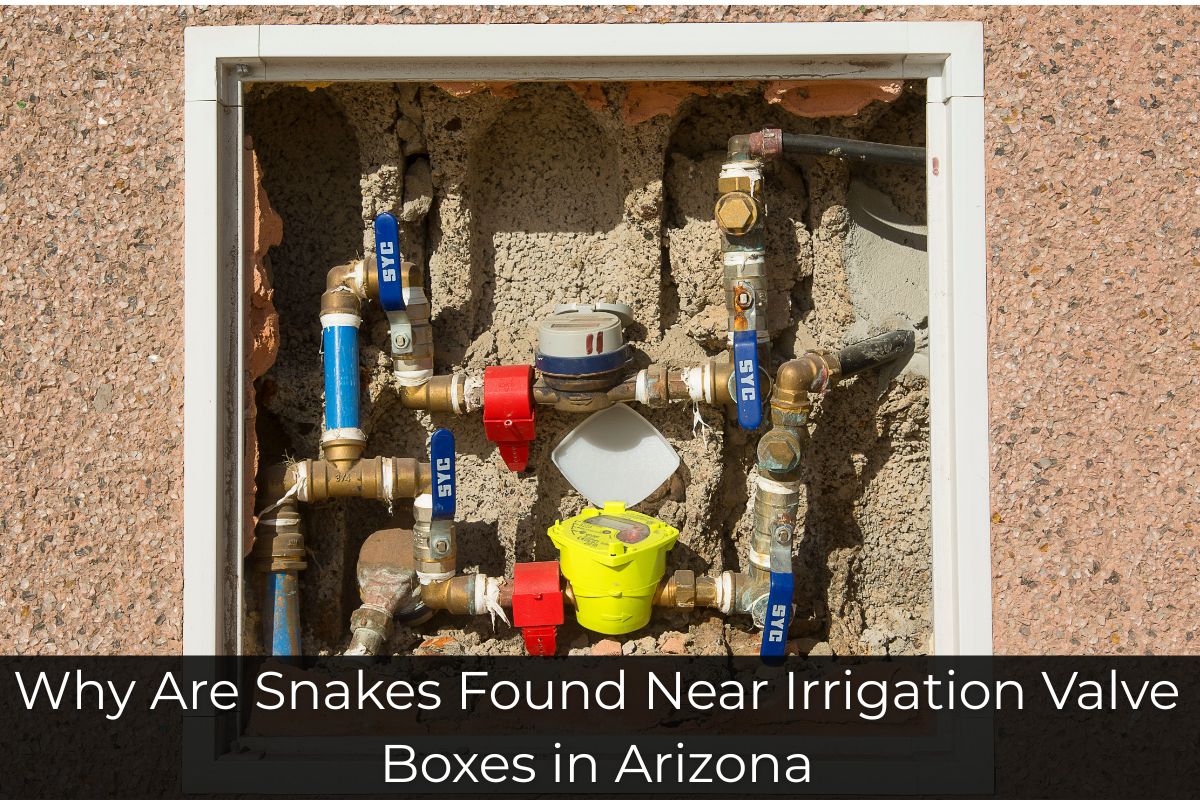 Why Are Snakes Found Near Irrigation Valve Boxes in Arizona