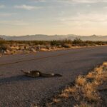 Why Do Snakes Cross Roads in Arizona